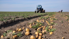McCain is also supporting British potato growers from the impacts of Covid-19